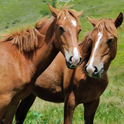 brown horses in a field of grass