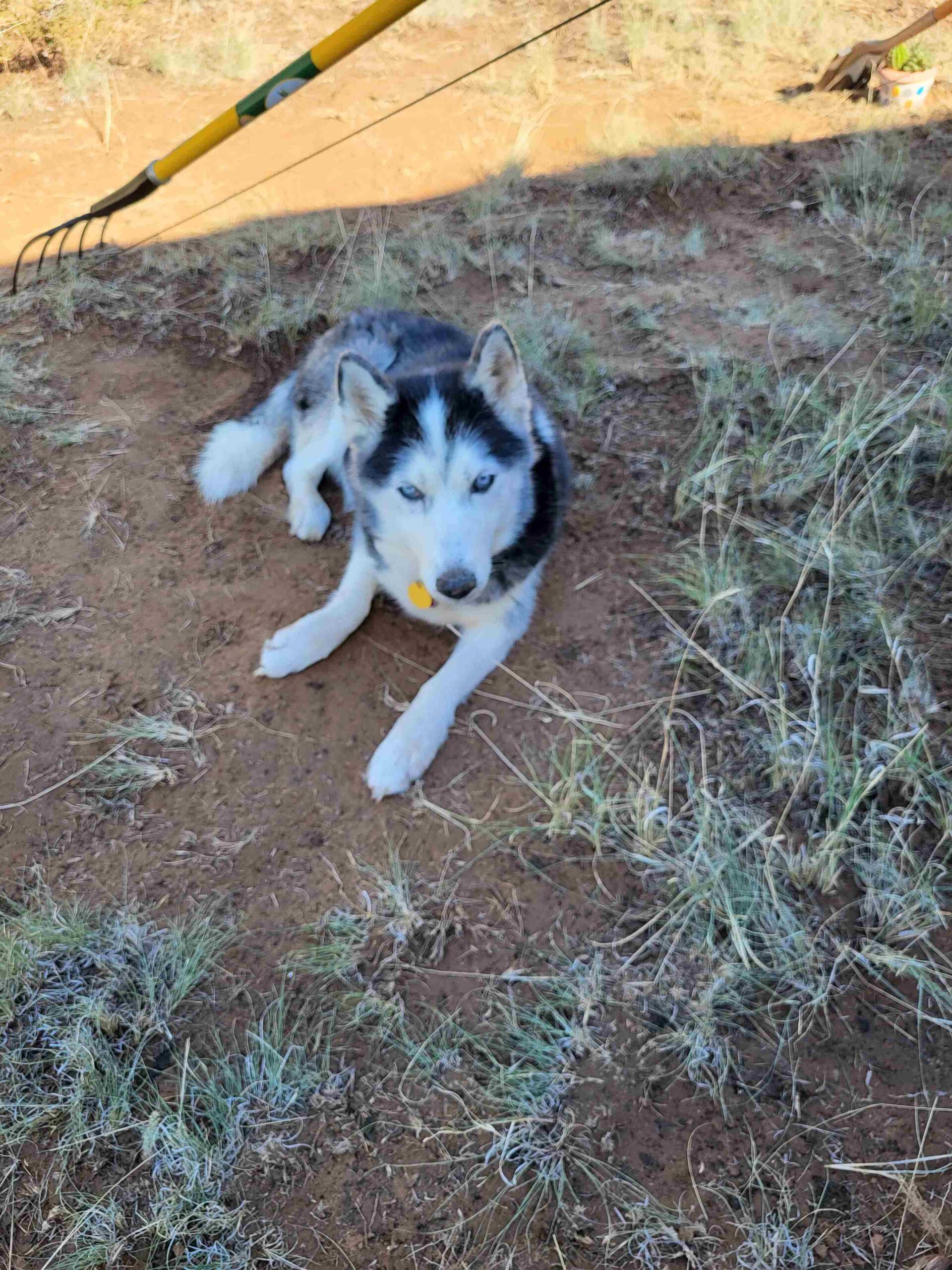 dog laying in the dirt