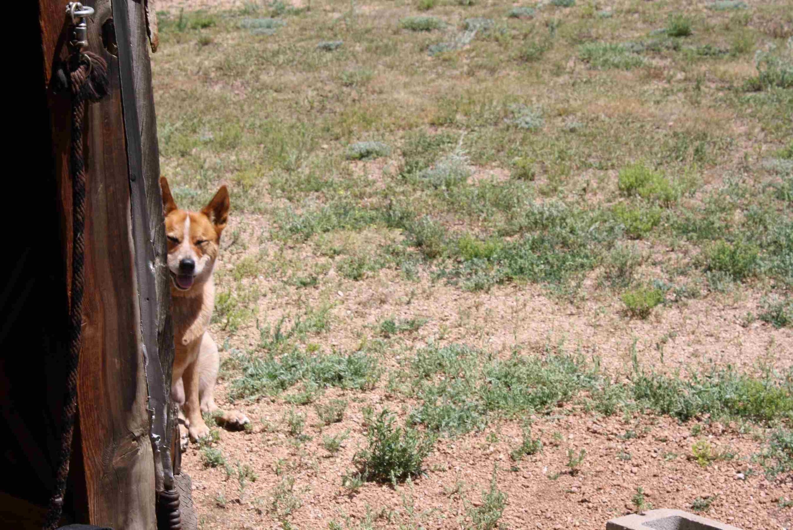 dog by the fence outside