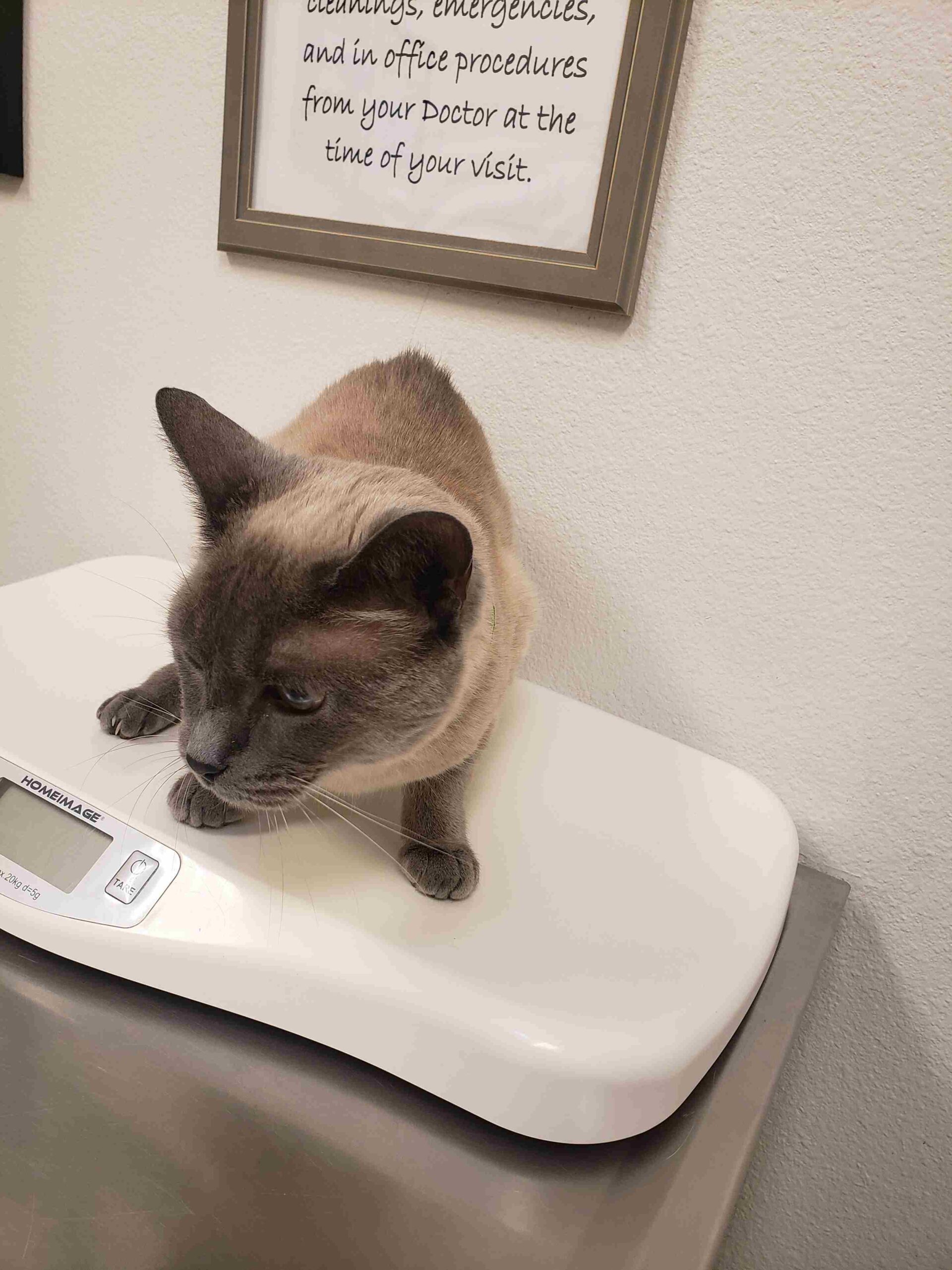 cat on a scale at the vet