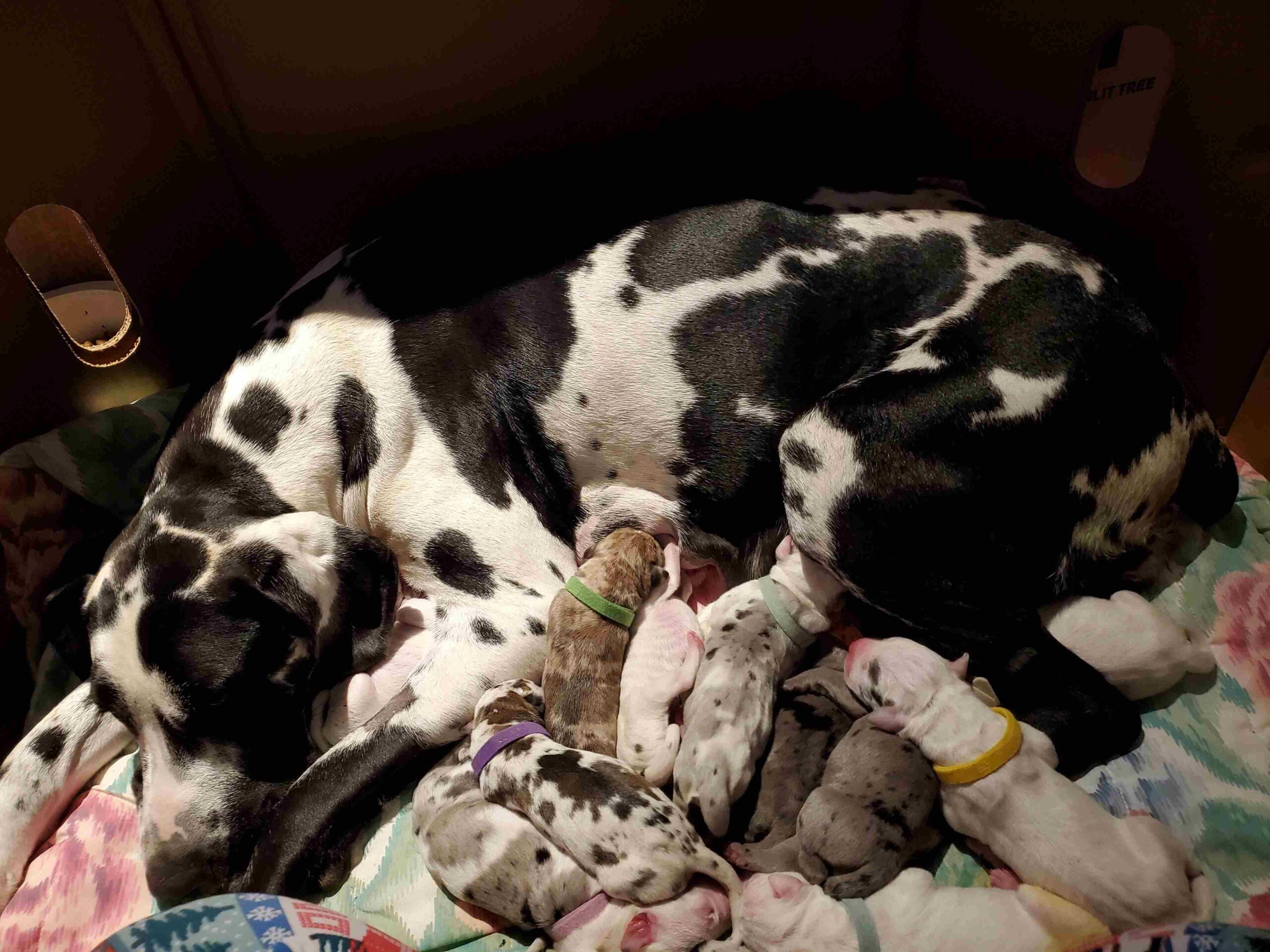mom dog with newborn puppies