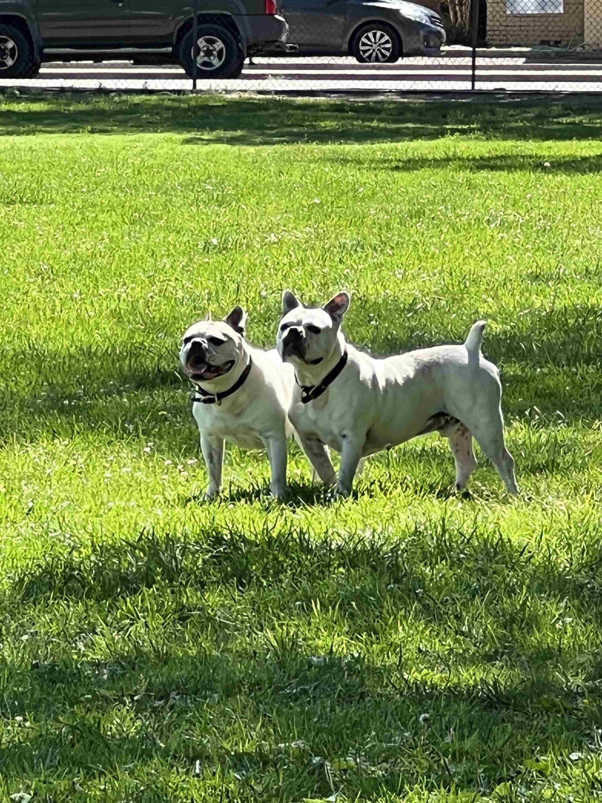 two dogs outside in the grass
