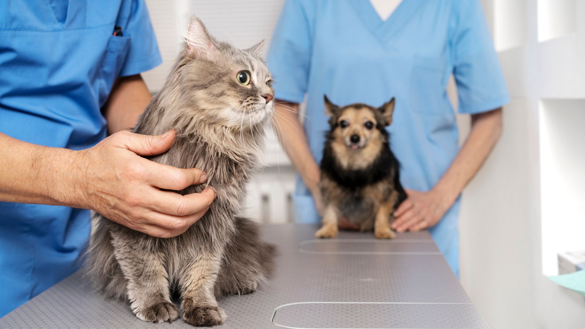 cat and dog at veterinary clinic