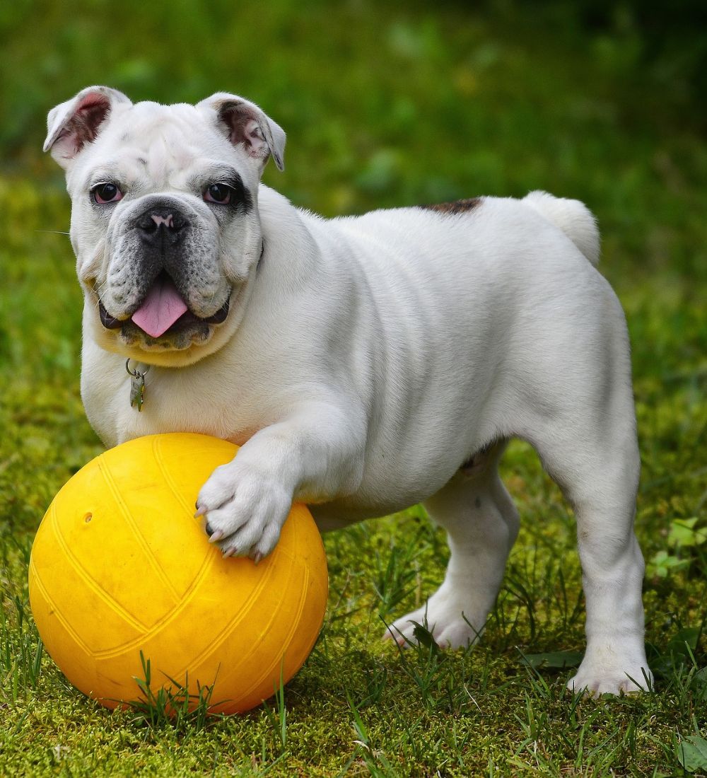 dog with yellow ball