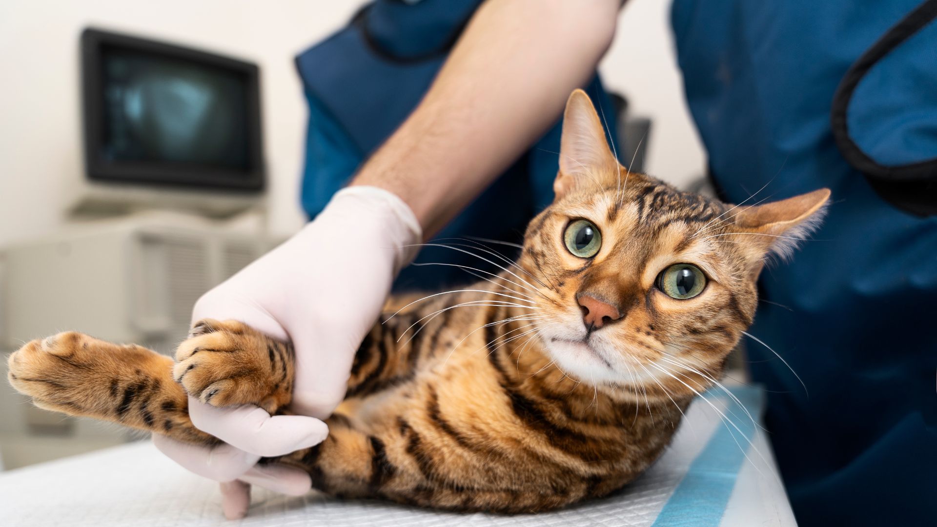 cat getting ultrasound